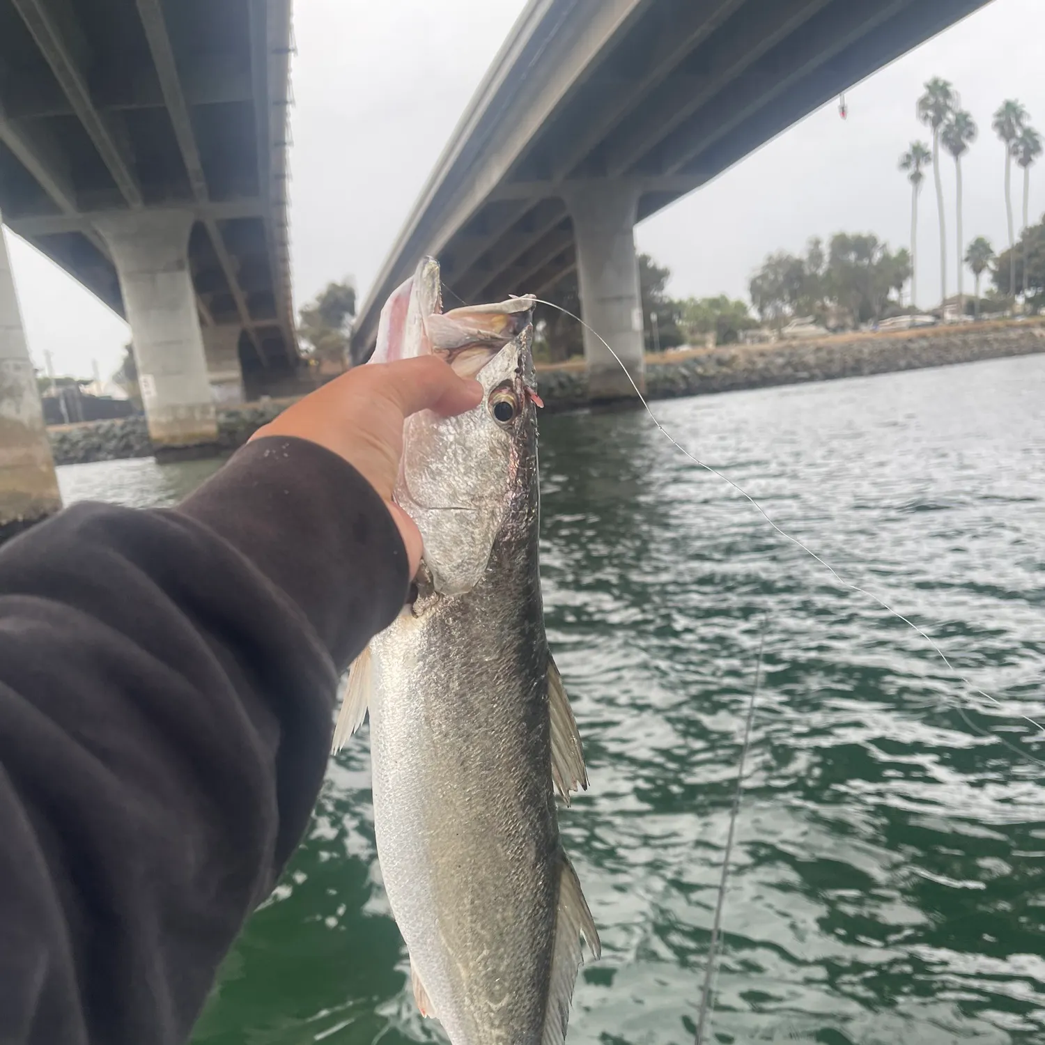 Shortfin corvina caught on Fishbrain