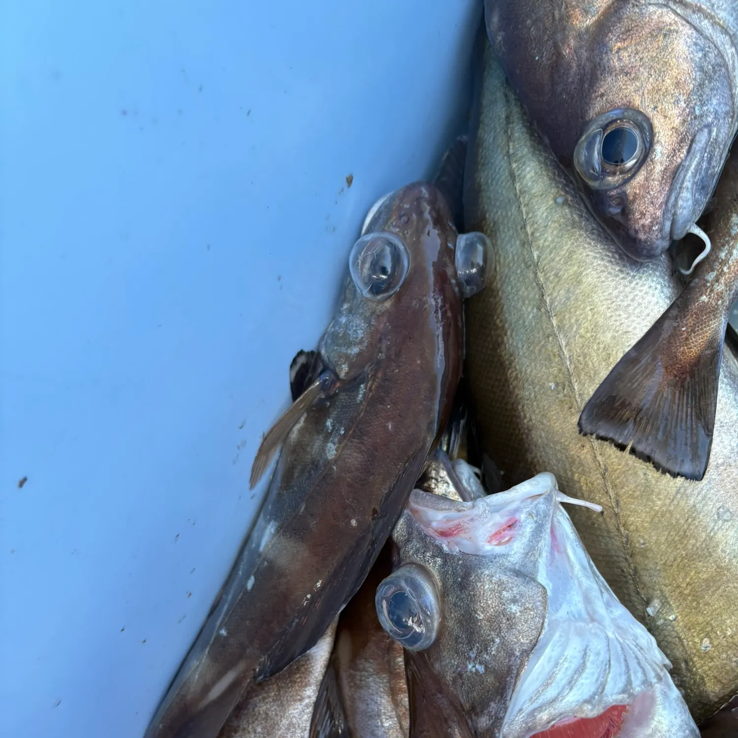 The most recent Pouting catches on Fishbrain