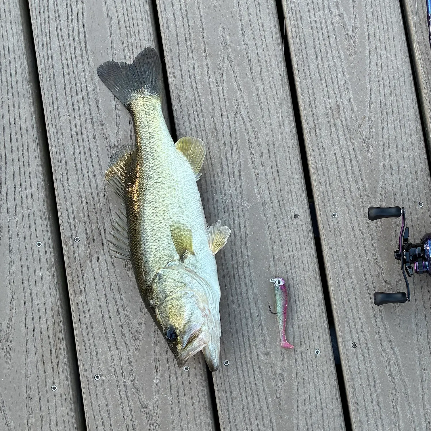 Largemouth bass caught on Fishbrain