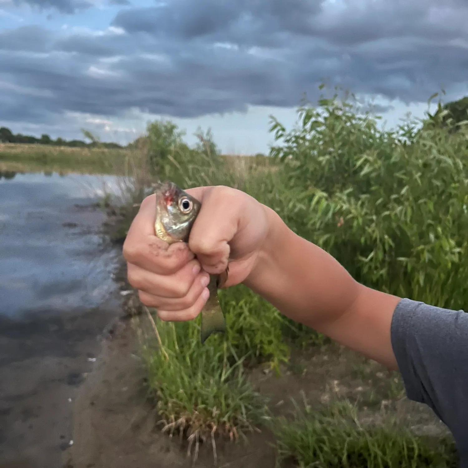 The most recent Redspotted sunfish catches on Fishbrain