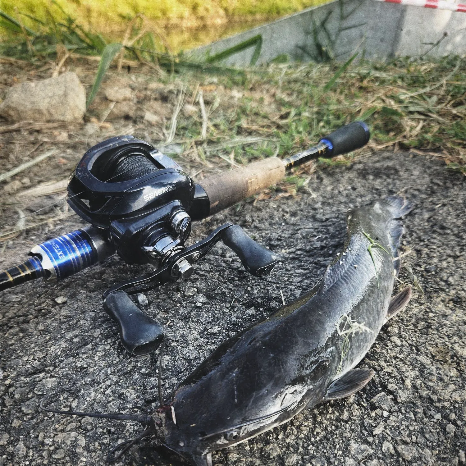 The most recent North African catfish catches on Fishbrain