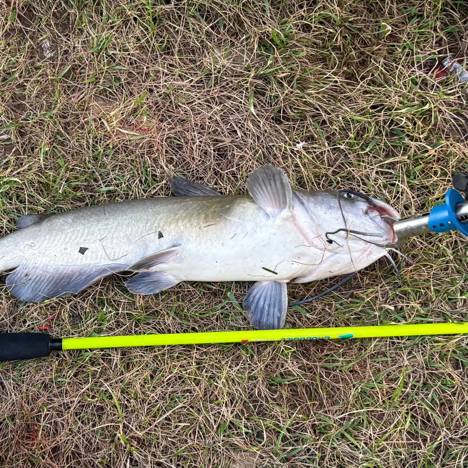 Channel catfish caught on Fishbrain