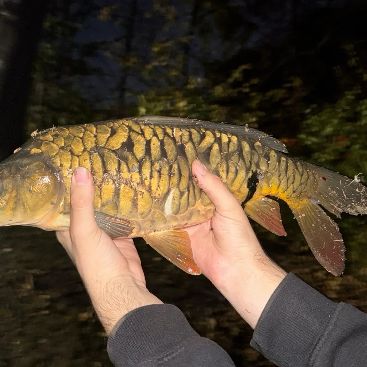 Mirror carp caught on Fishbrain