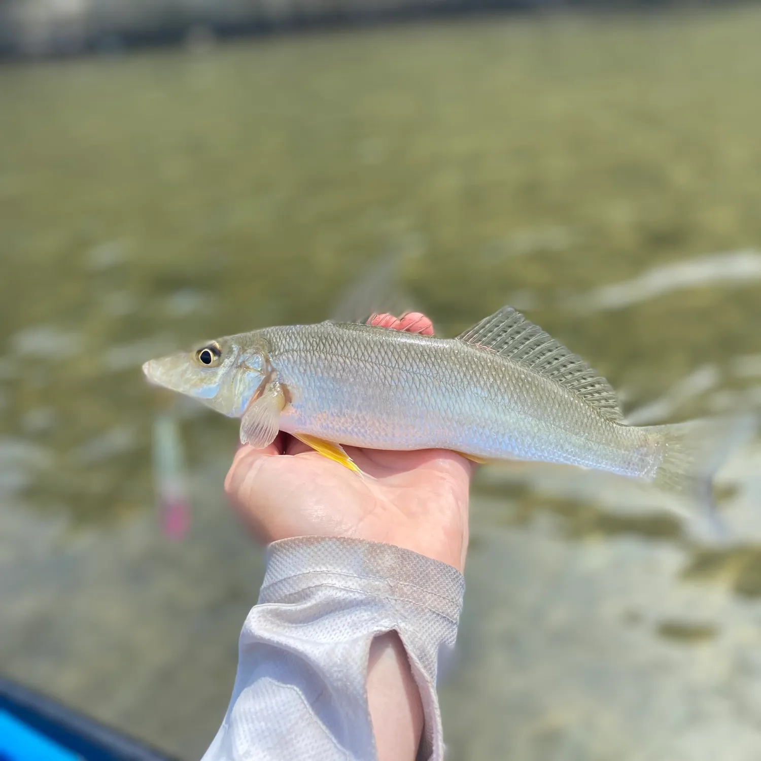 The most recent Sand sillago catches on Fishbrain