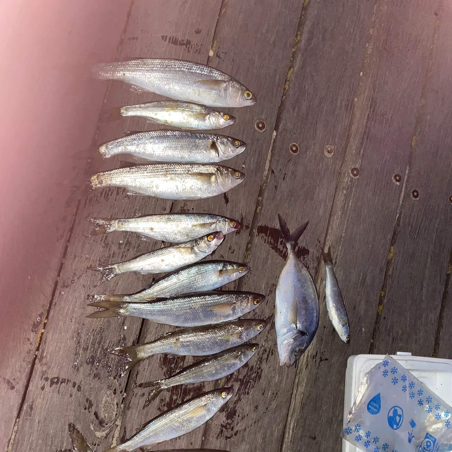 The most recent Yellow-eye mullet catches on Fishbrain