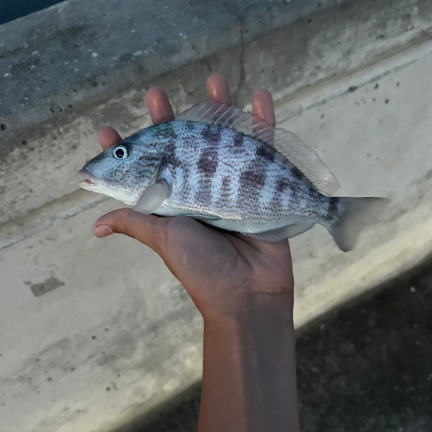 The most recent Pigfish catches on Fishbrain