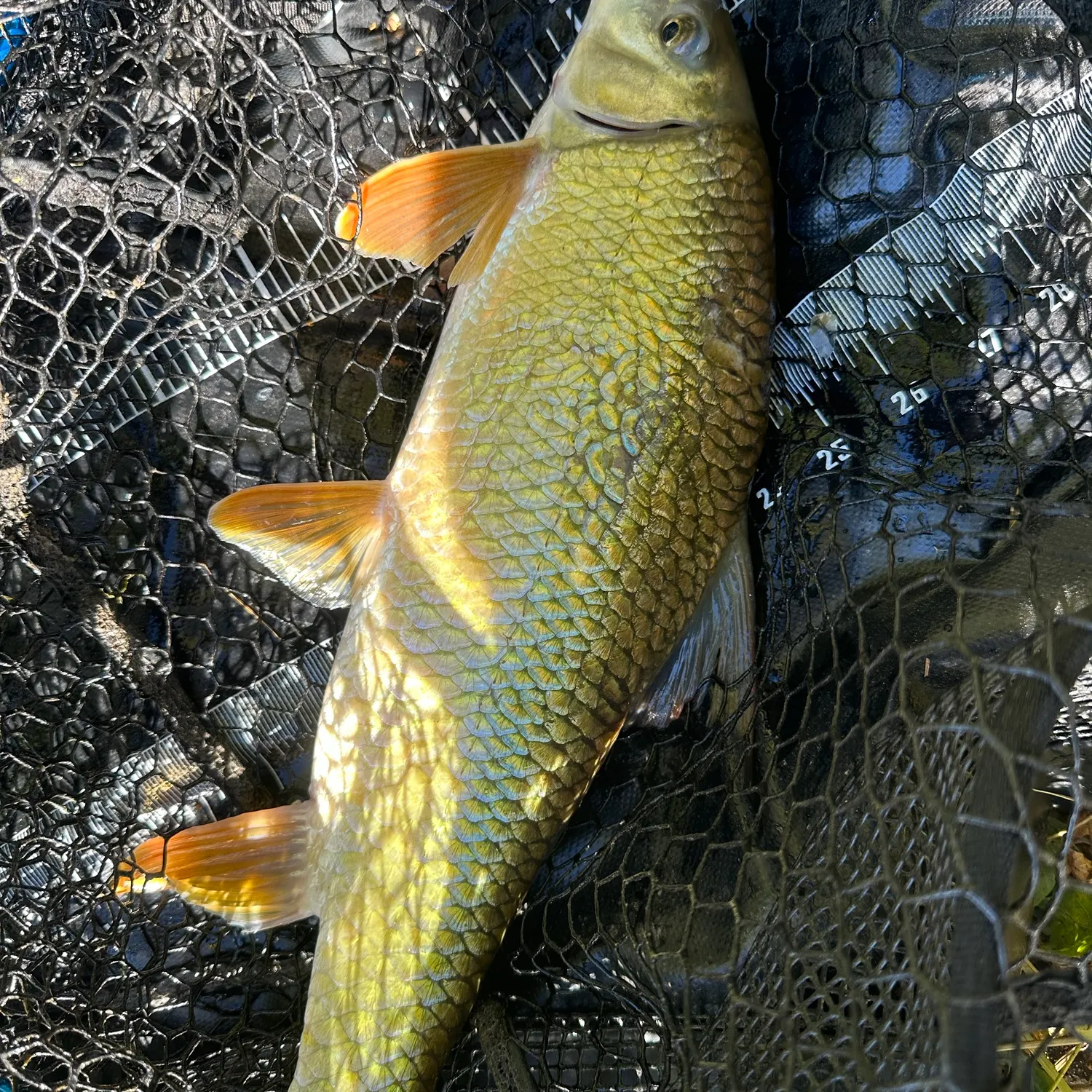 Golden redhorse caught on Fishbrain