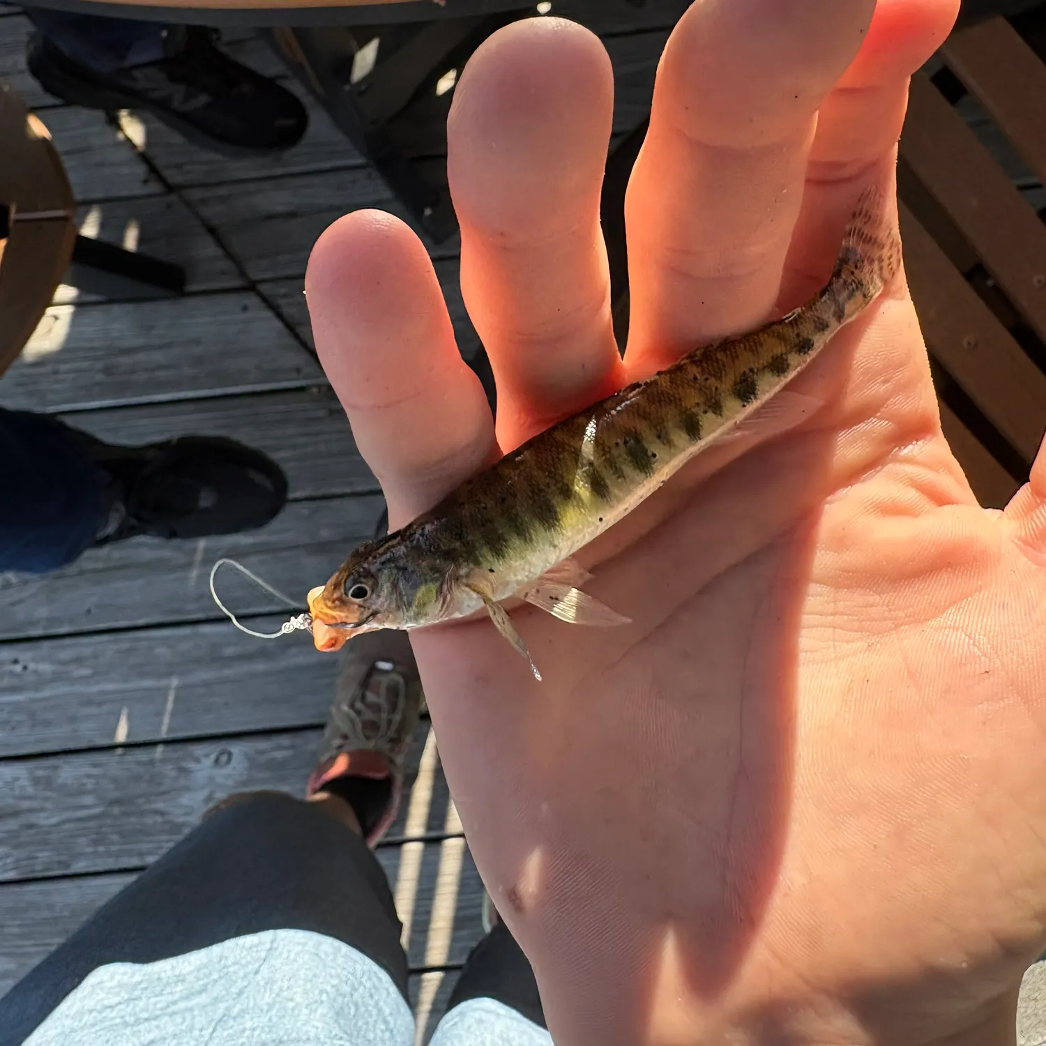 The most recent Common logperch catches on Fishbrain