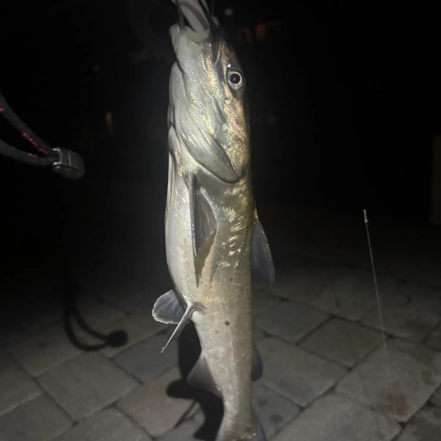 Hardhead sea catfish caught on Fishbrain