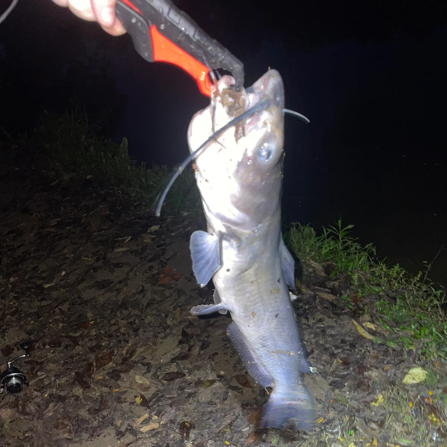 Channel catfish caught on Fishbrain