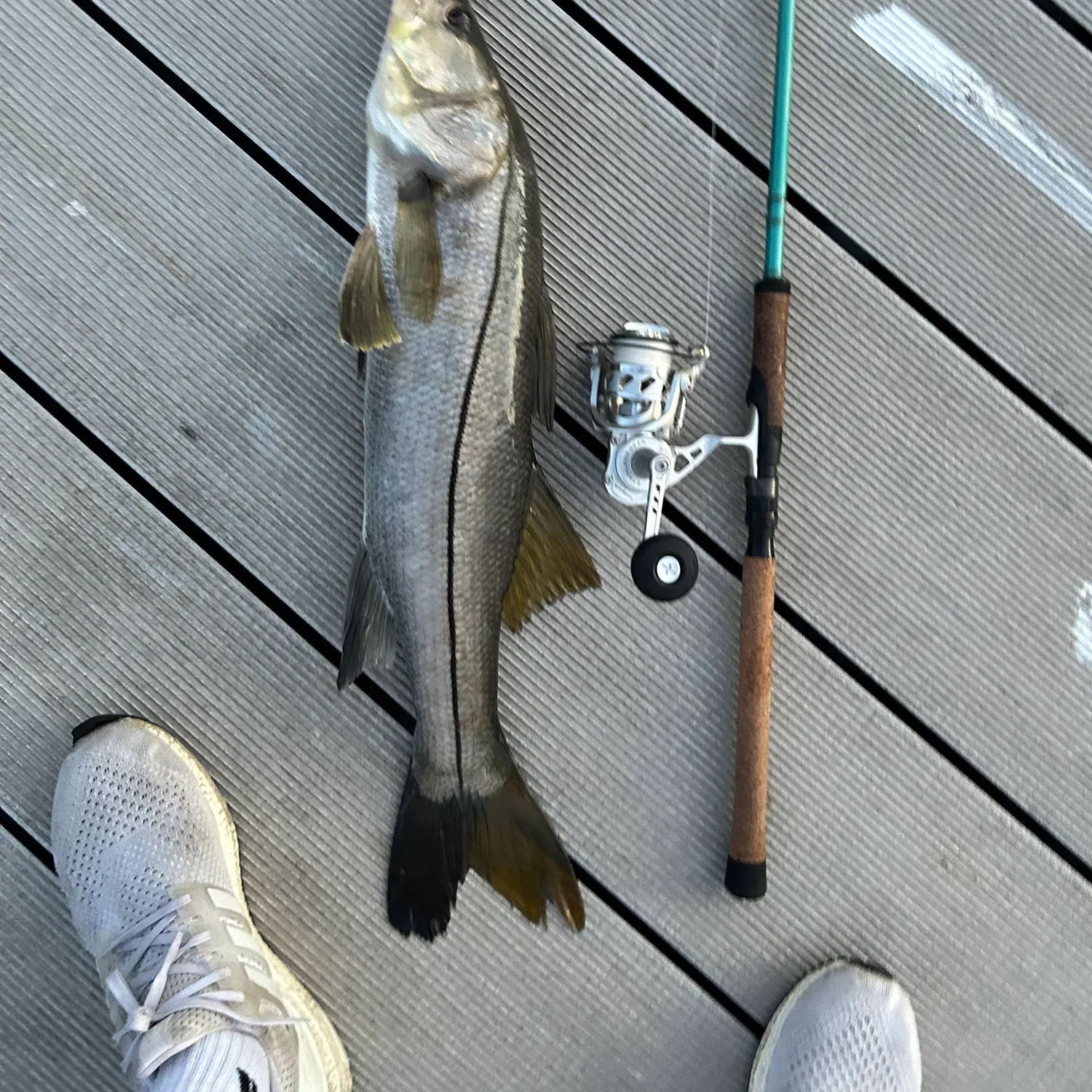 The most recent Common snook catches on Fishbrain
