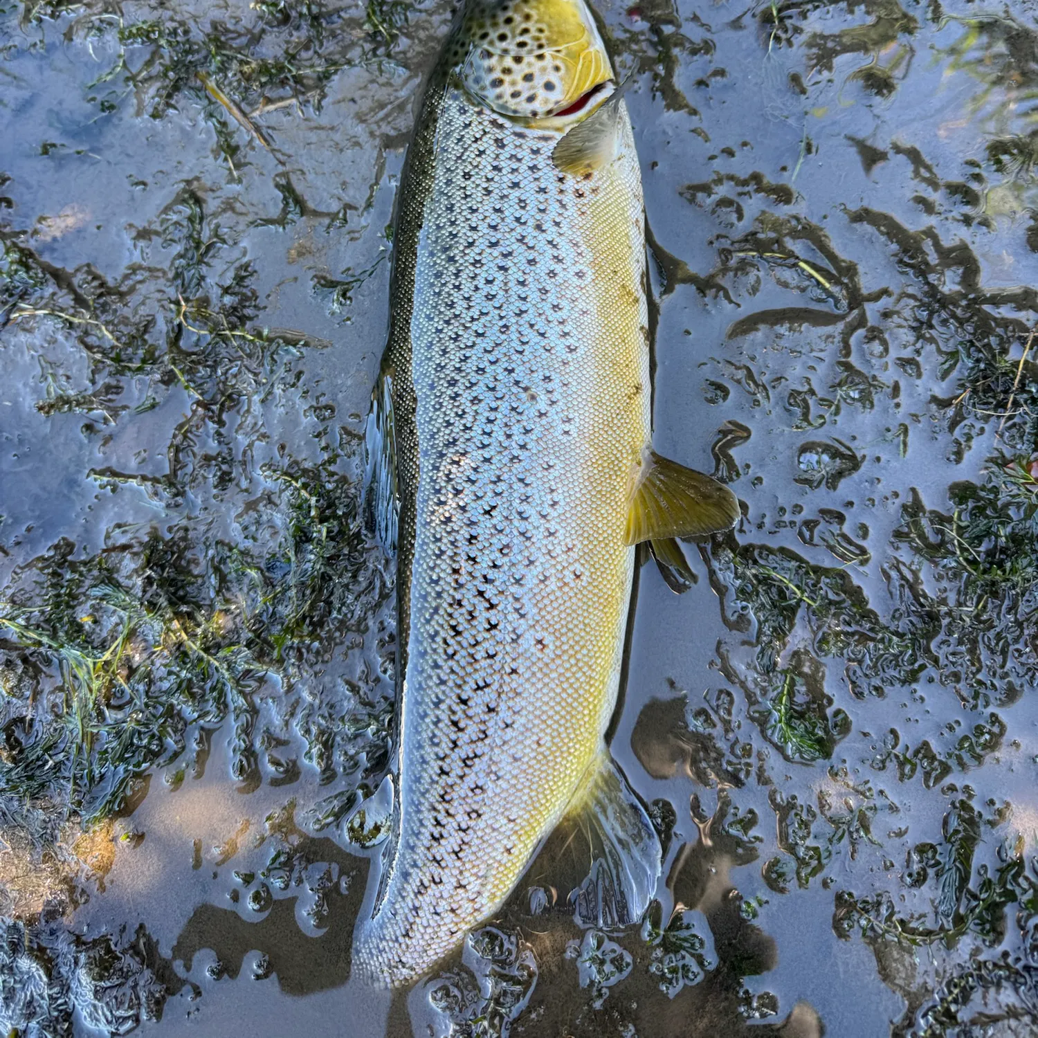Fish caught on Fishbrain