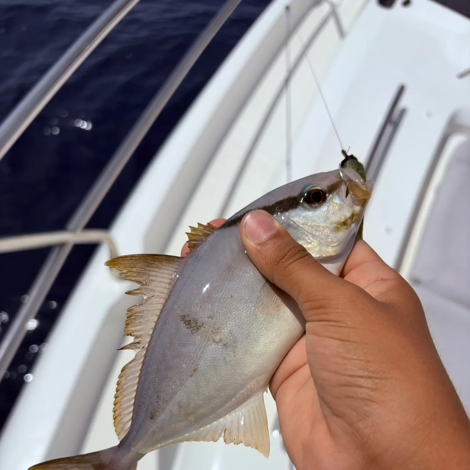 The most recent Almaco jack catches on Fishbrain