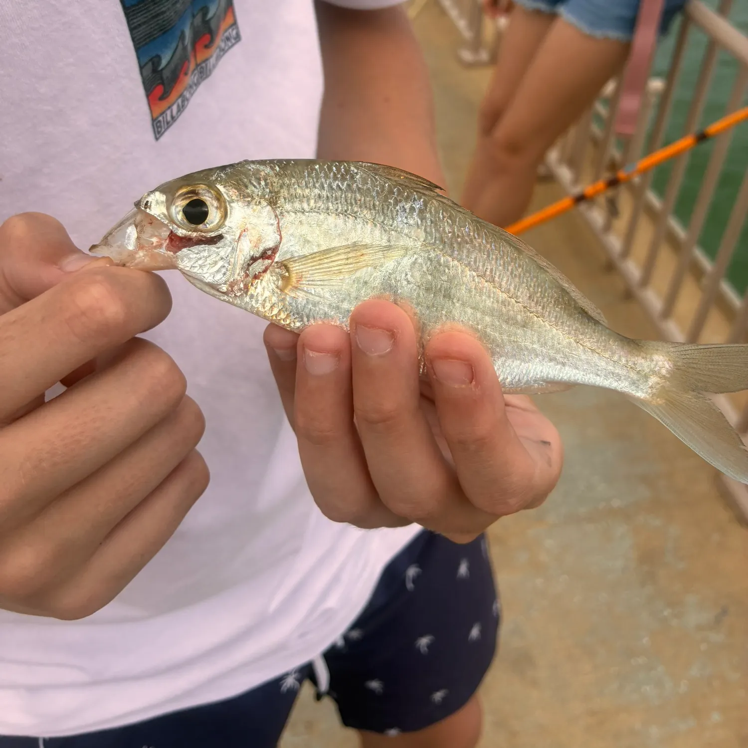 The most recent Silver jenny catches on Fishbrain
