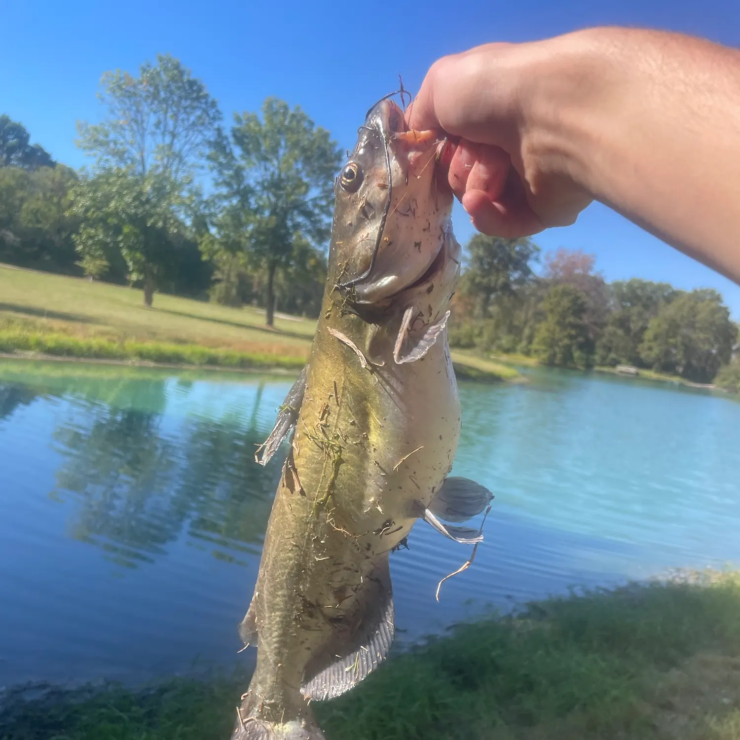 Channel catfish caught on Fishbrain
