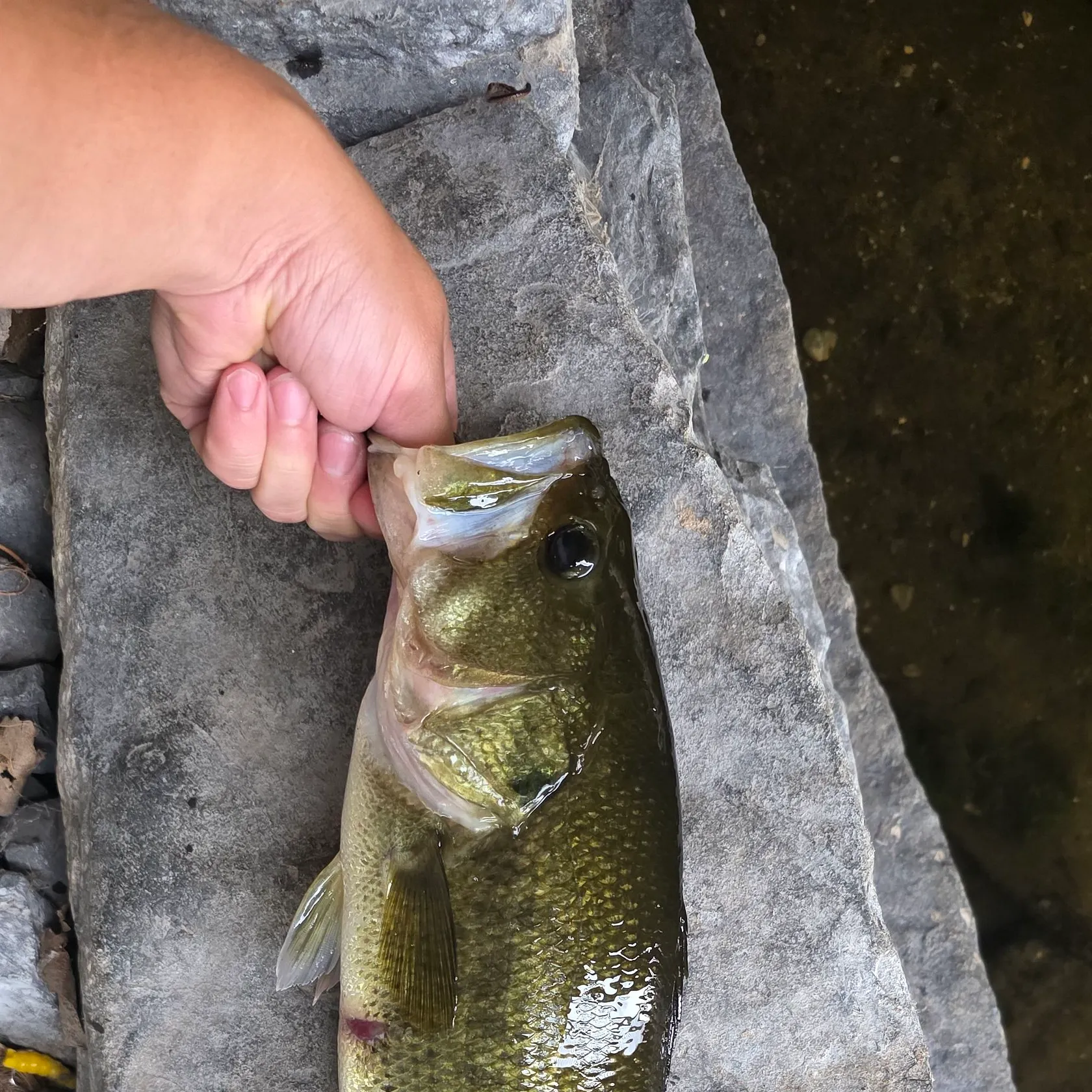 Largemouth bass caught on Fishbrain