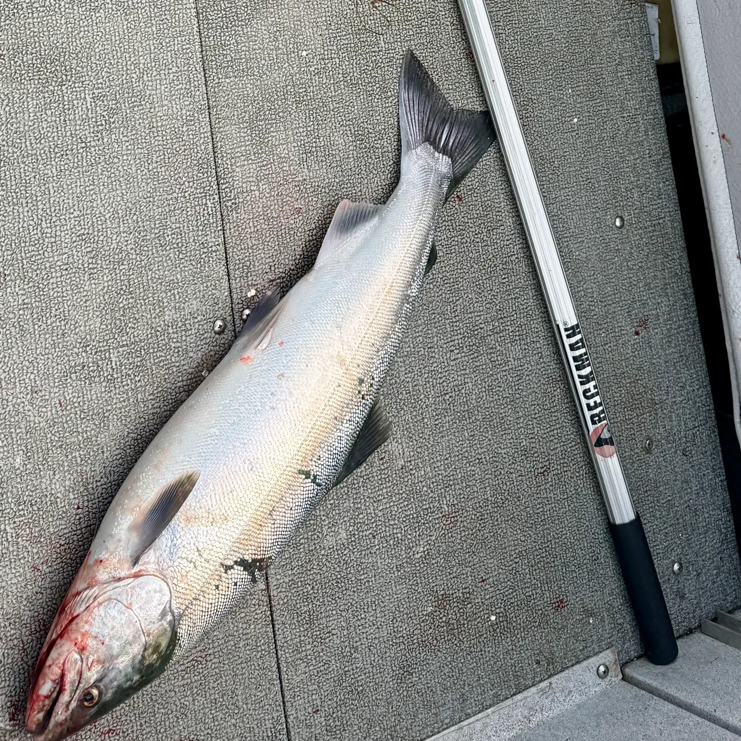 Coho salmon caught on Fishbrain