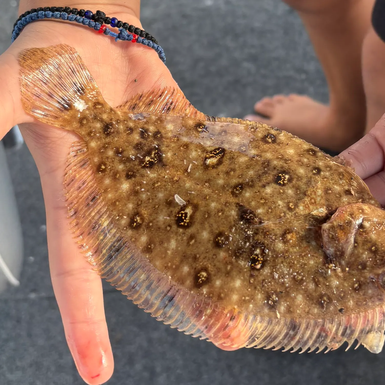The most recent Largetooth flounder catches on Fishbrain