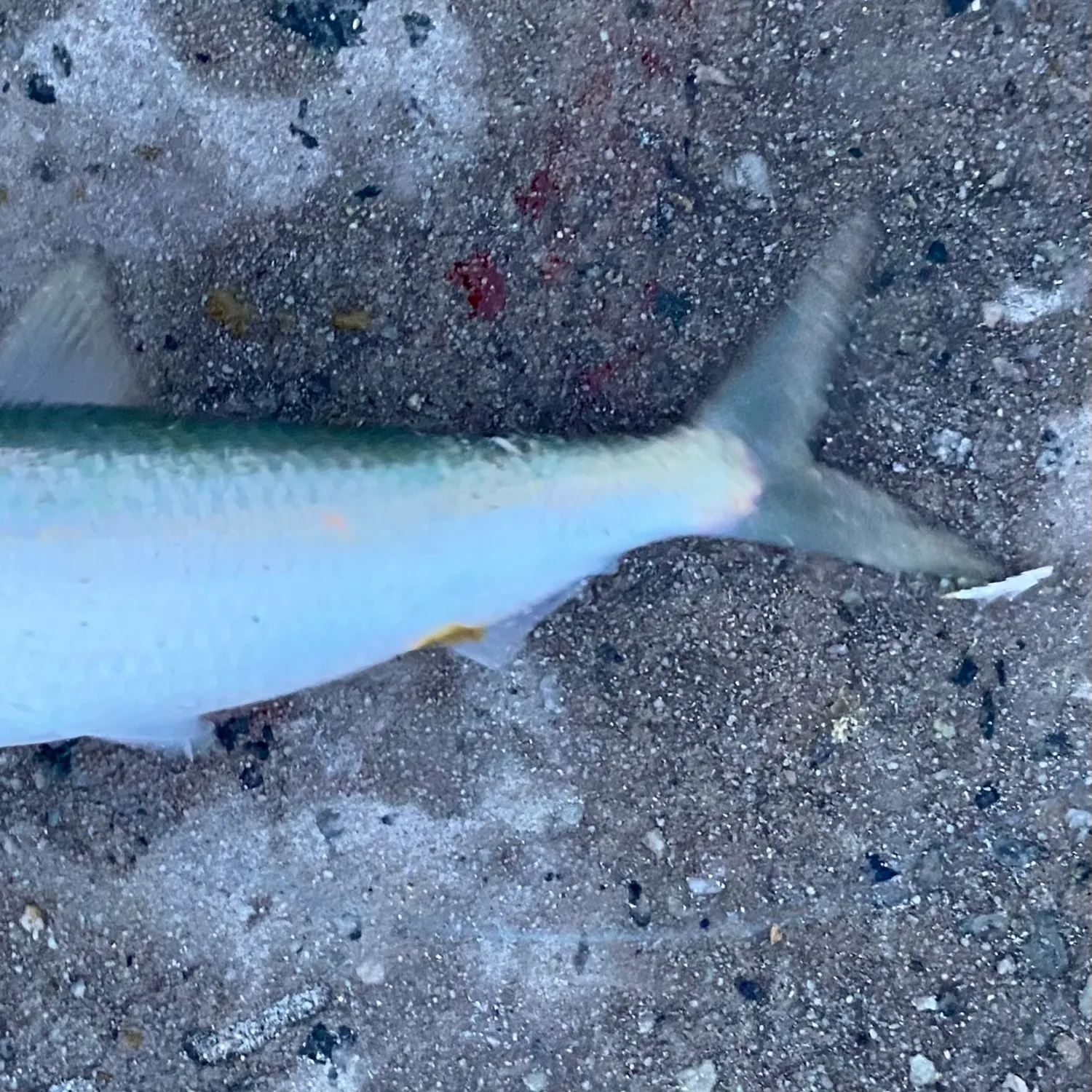 The most recent Yellow-eye mullet catches on Fishbrain