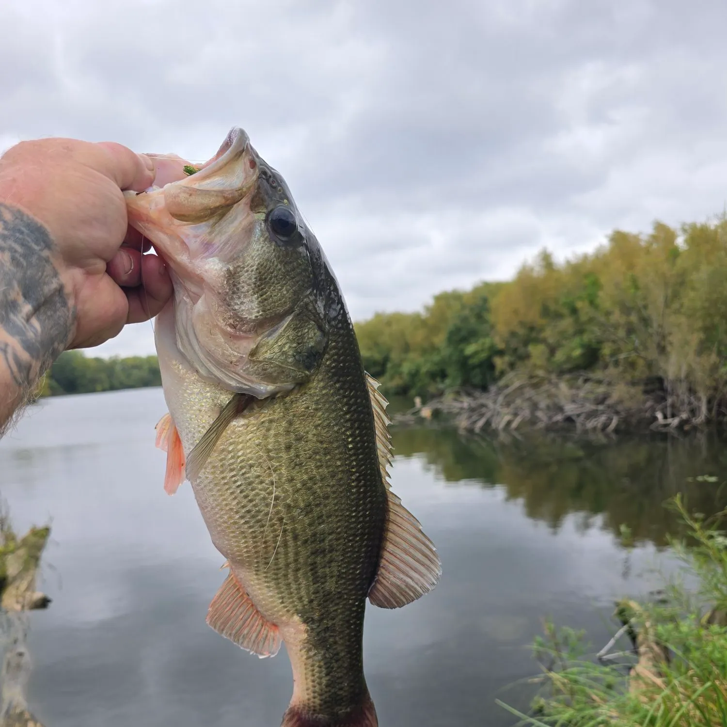 Largemouth bass caught on Fishbrain