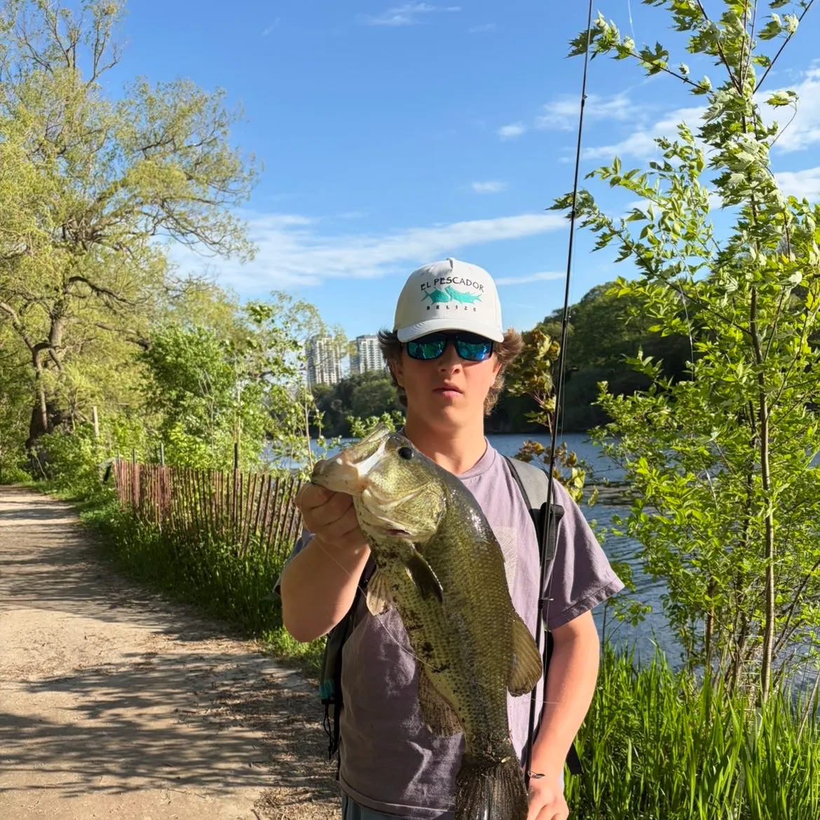 The most recent Niger barb catches on Fishbrain