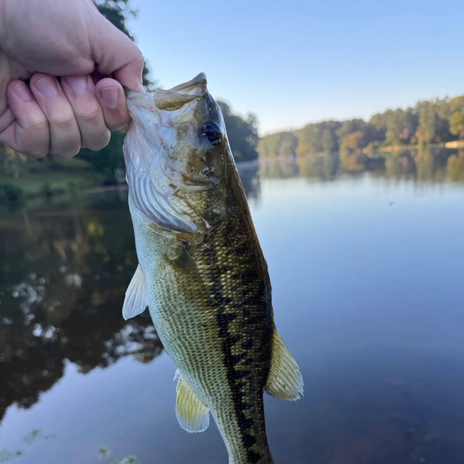 Spotted bass caught on Fishbrain