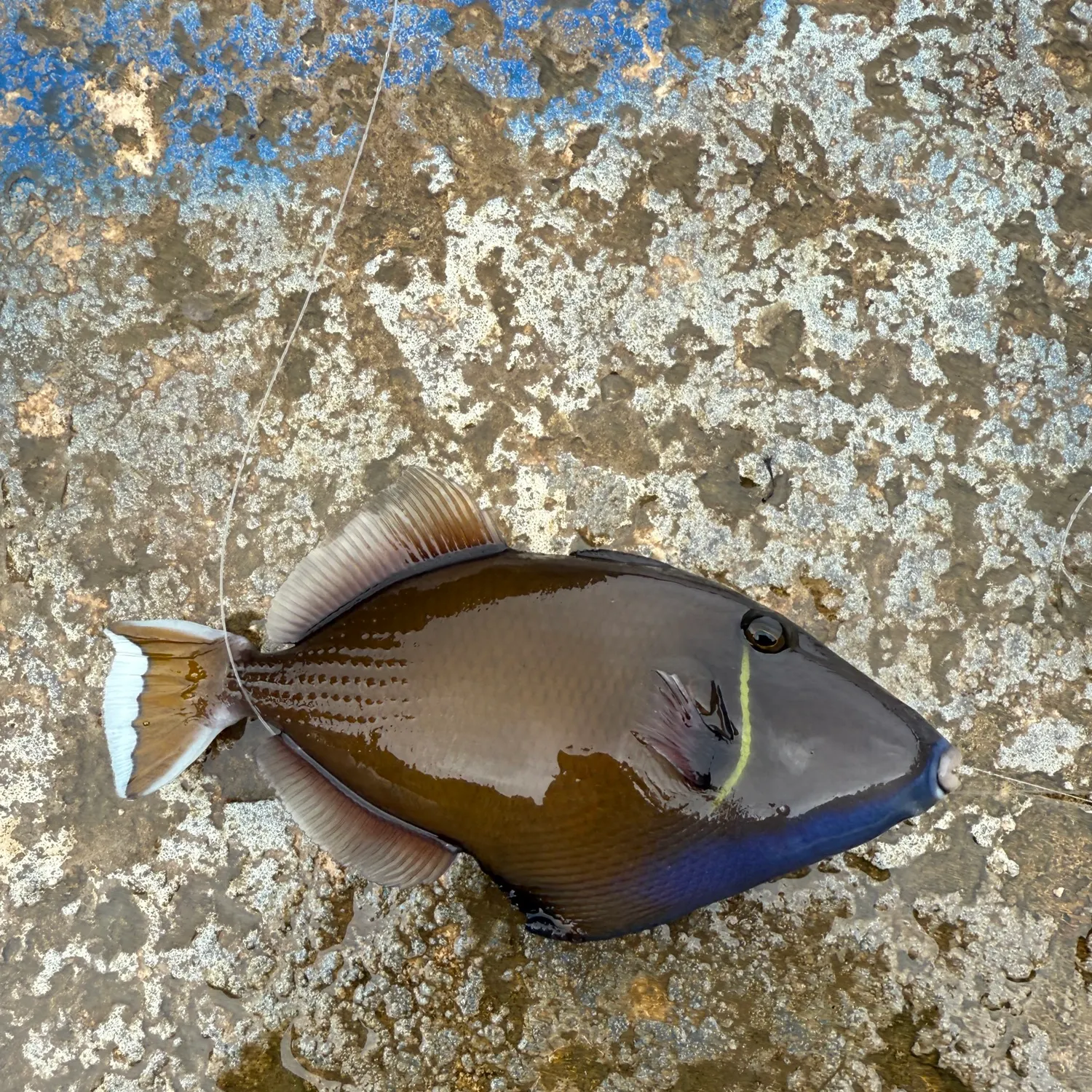 The most recent Halfmoon triggerfish catches on Fishbrain