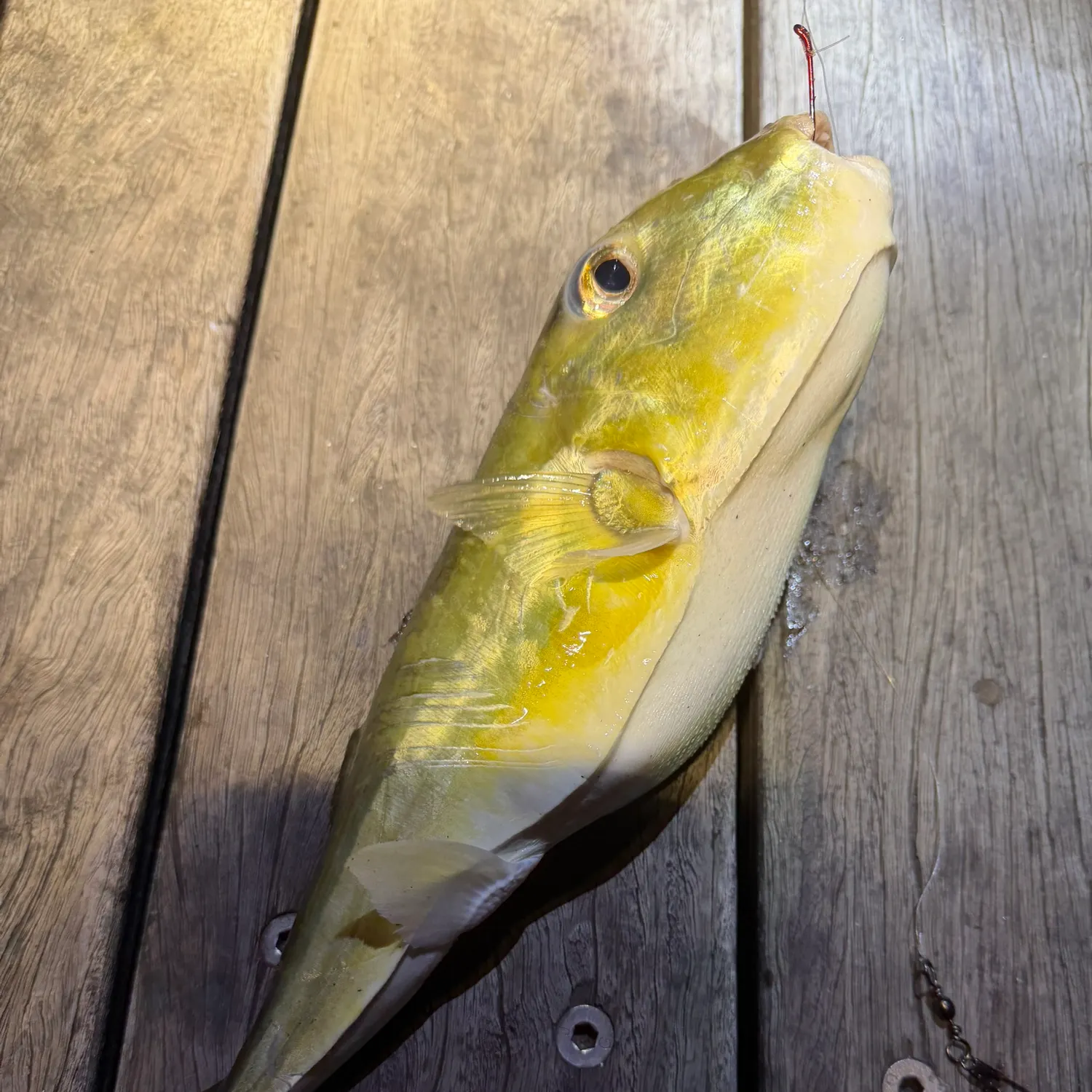 The most recent Half-smooth golden pufferfish catches on Fishbrain