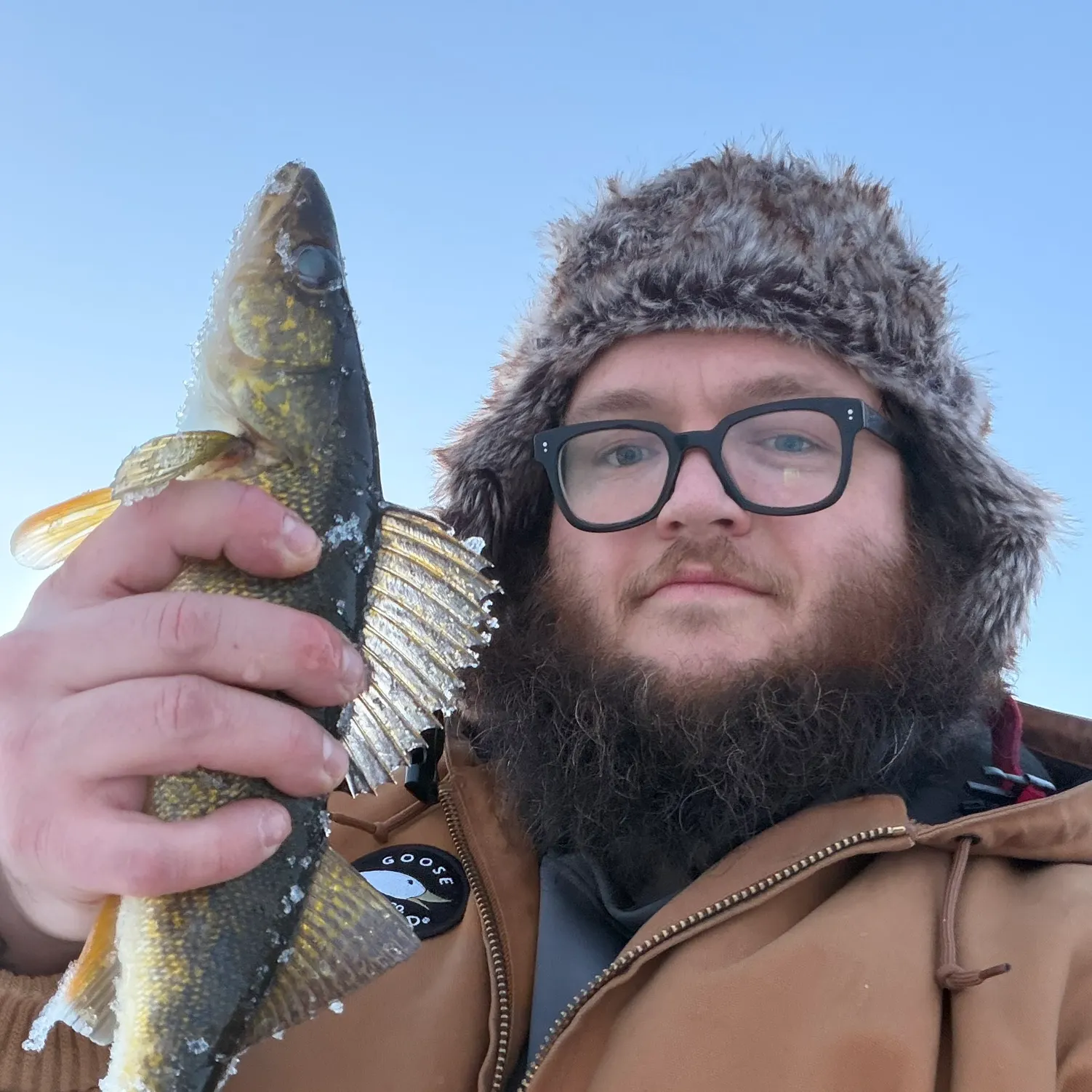 The most recent Sauger catches on Fishbrain