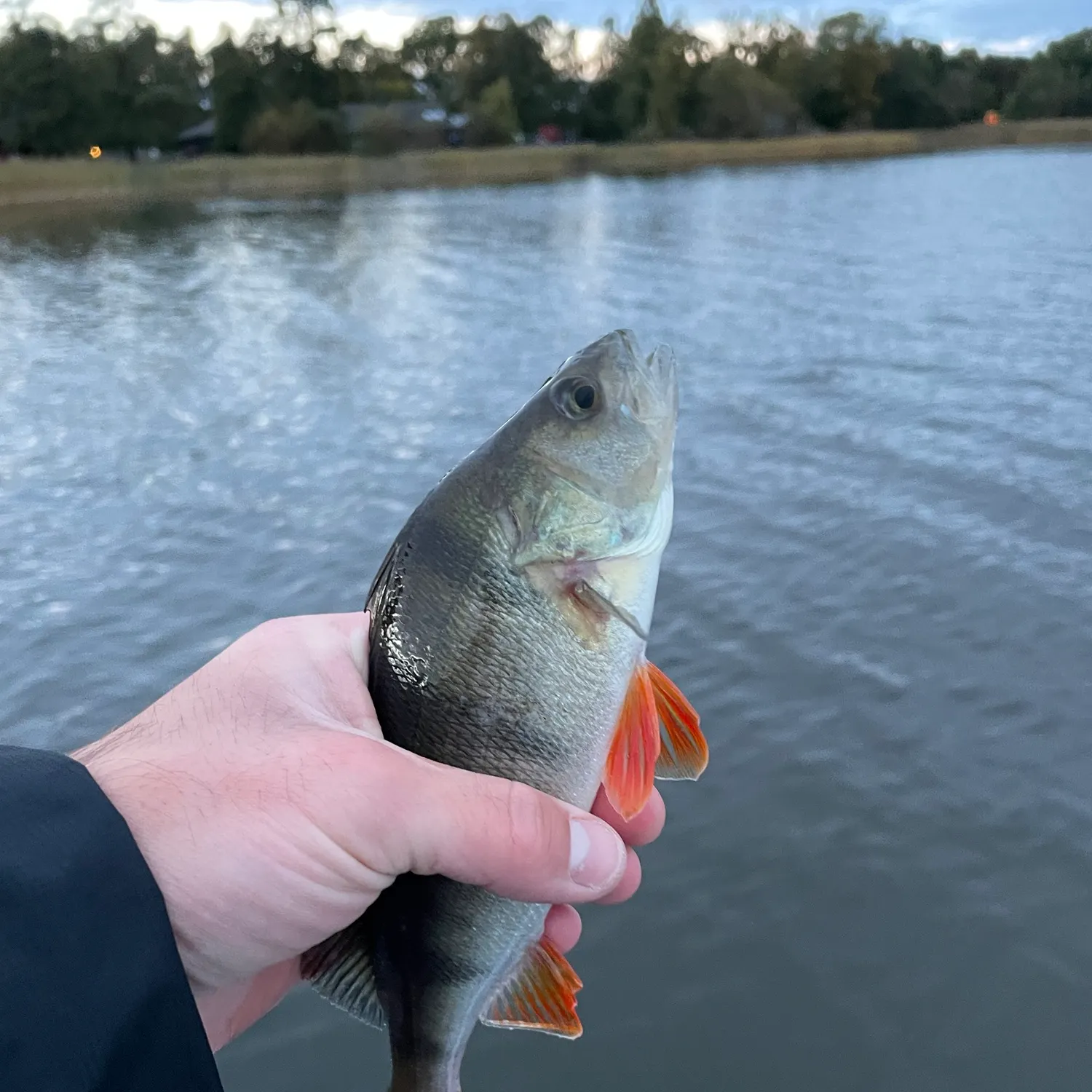 European perch caught on Fishbrain