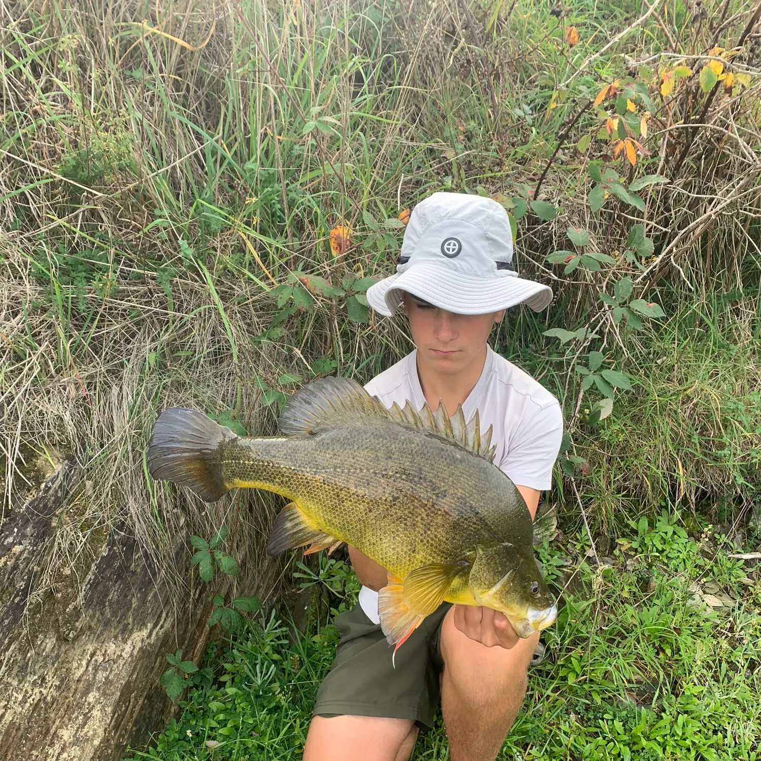 The most recent Golden perch catches on Fishbrain