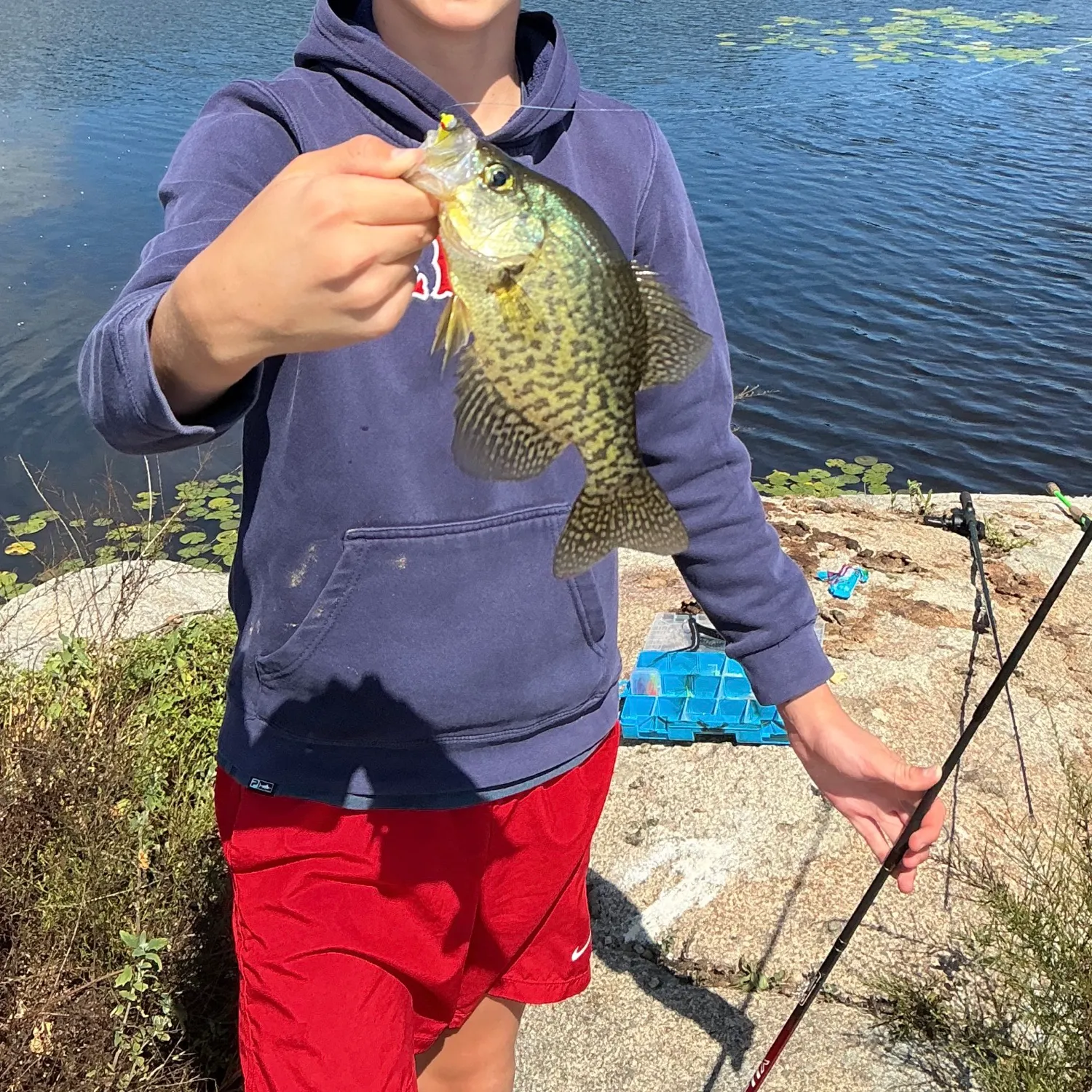 Black crappie caught on Fishbrain