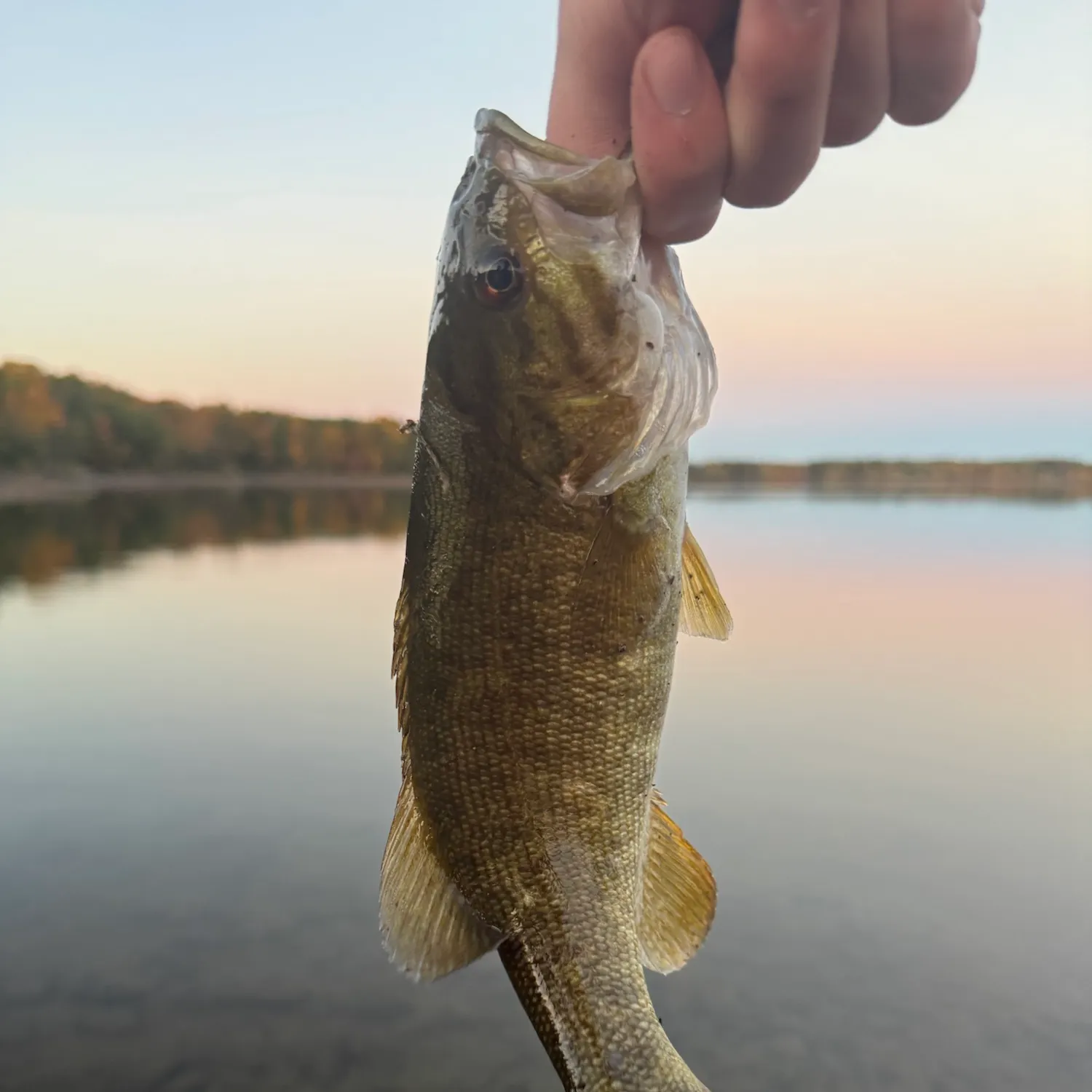 Smallmouth bass caught on Fishbrain