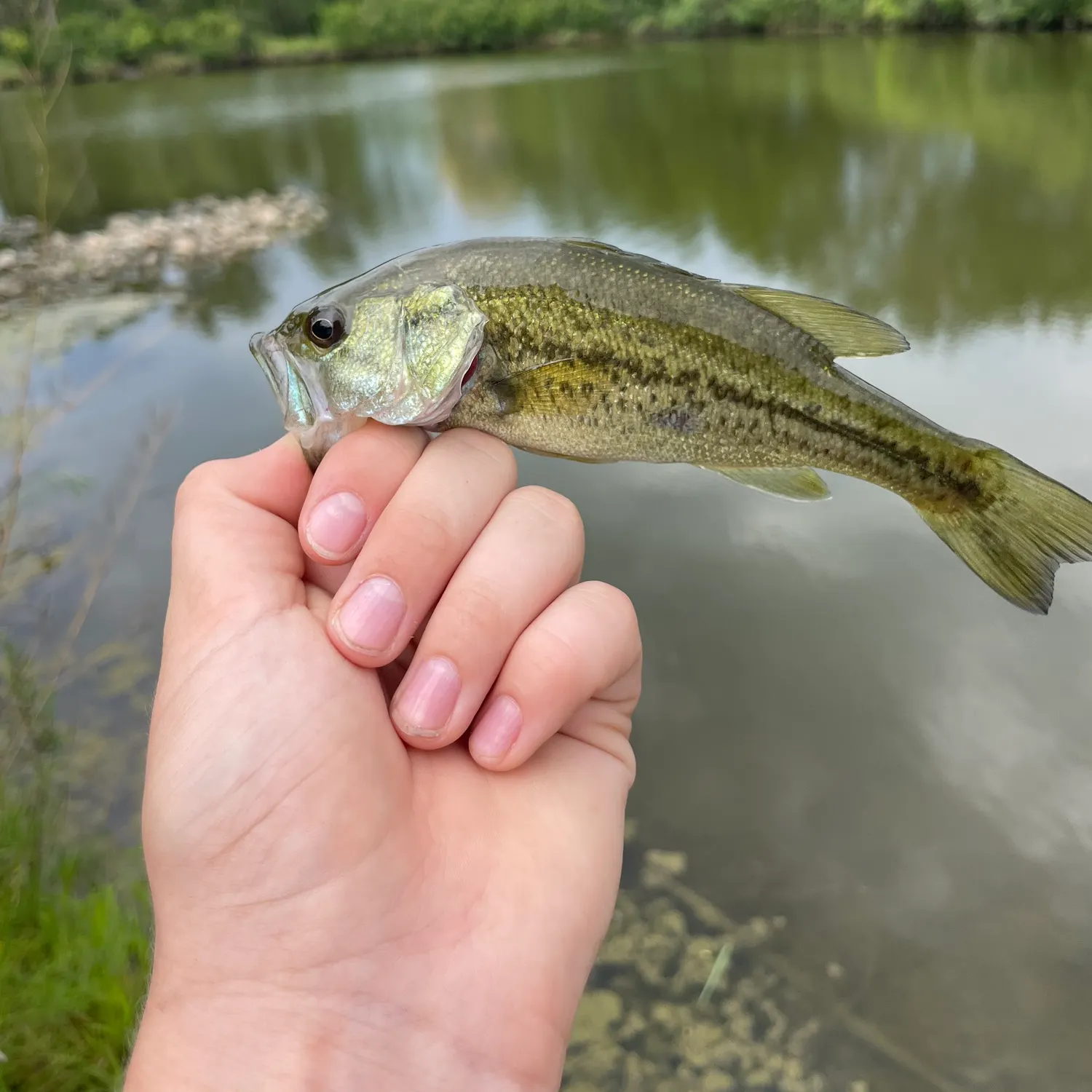 Largemouth bass caught on Fishbrain