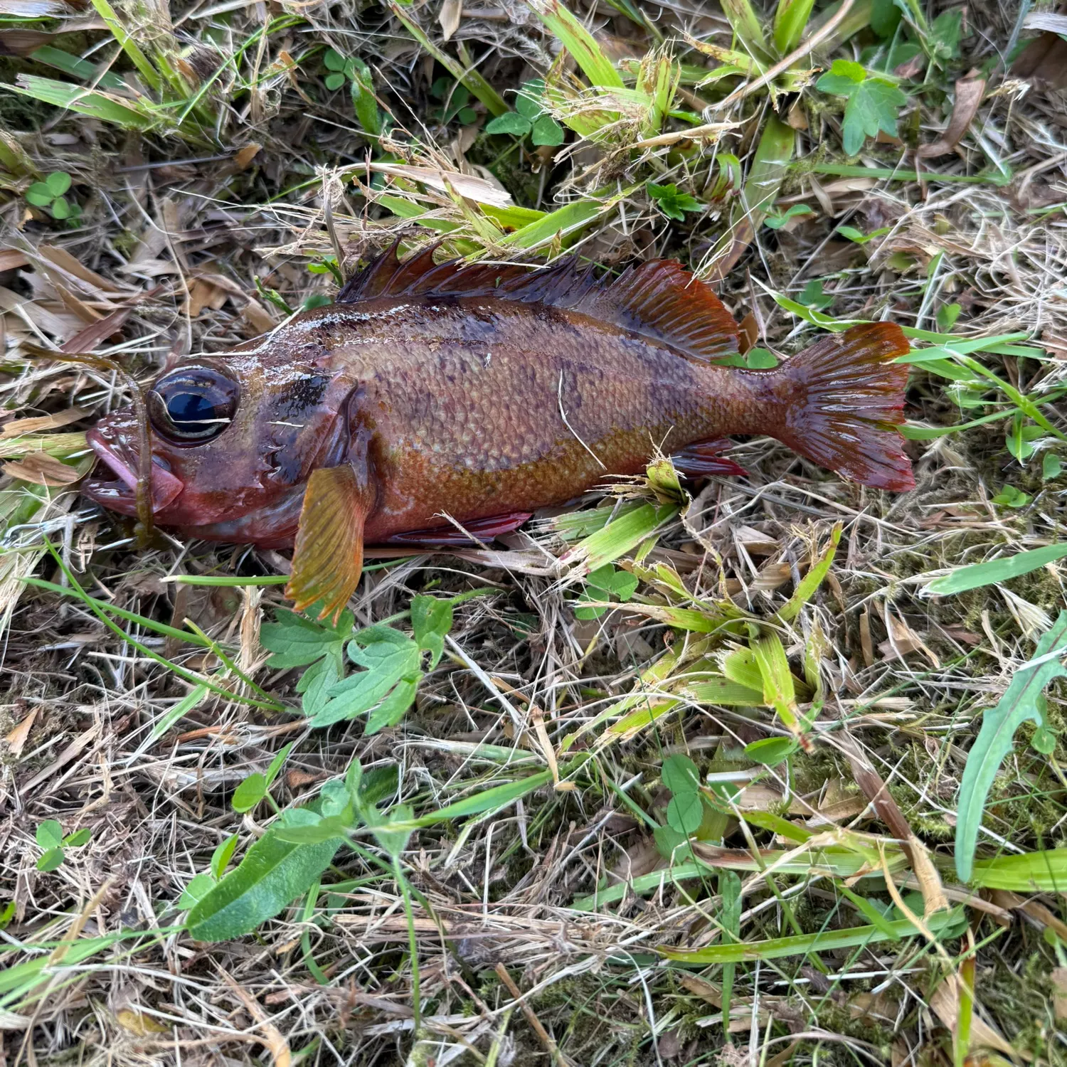 The most recent Atlantic ocean perch catches on Fishbrain