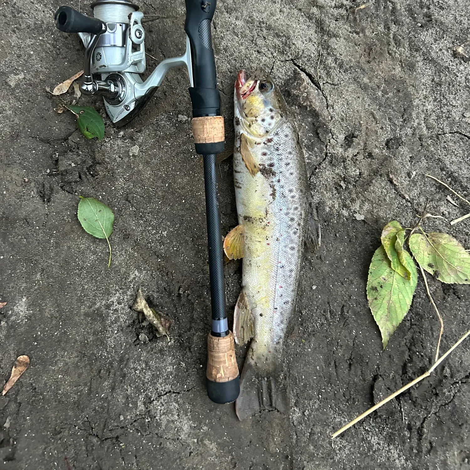 Brown trout caught on Fishbrain
