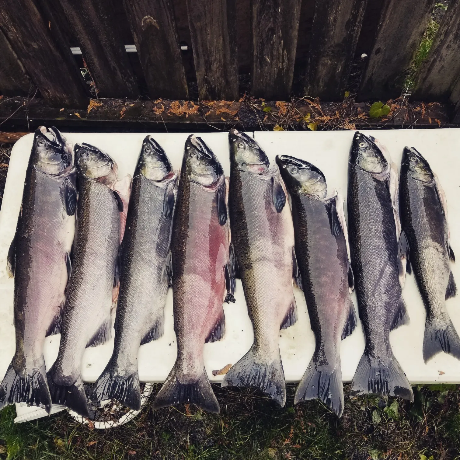 recently logged catches