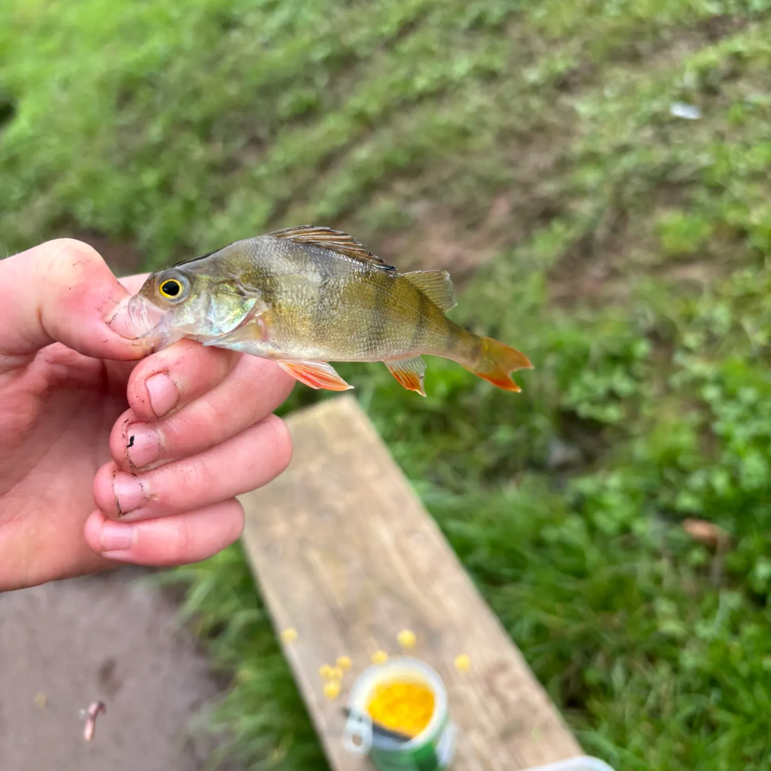 European perch caught on Fishbrain