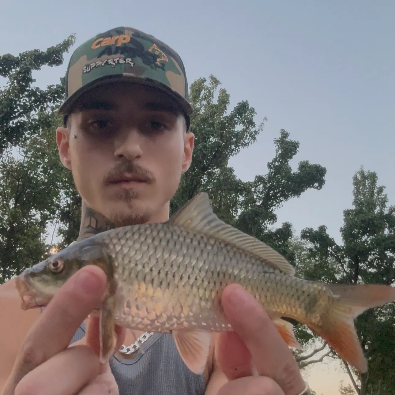 Common carp caught on Fishbrain