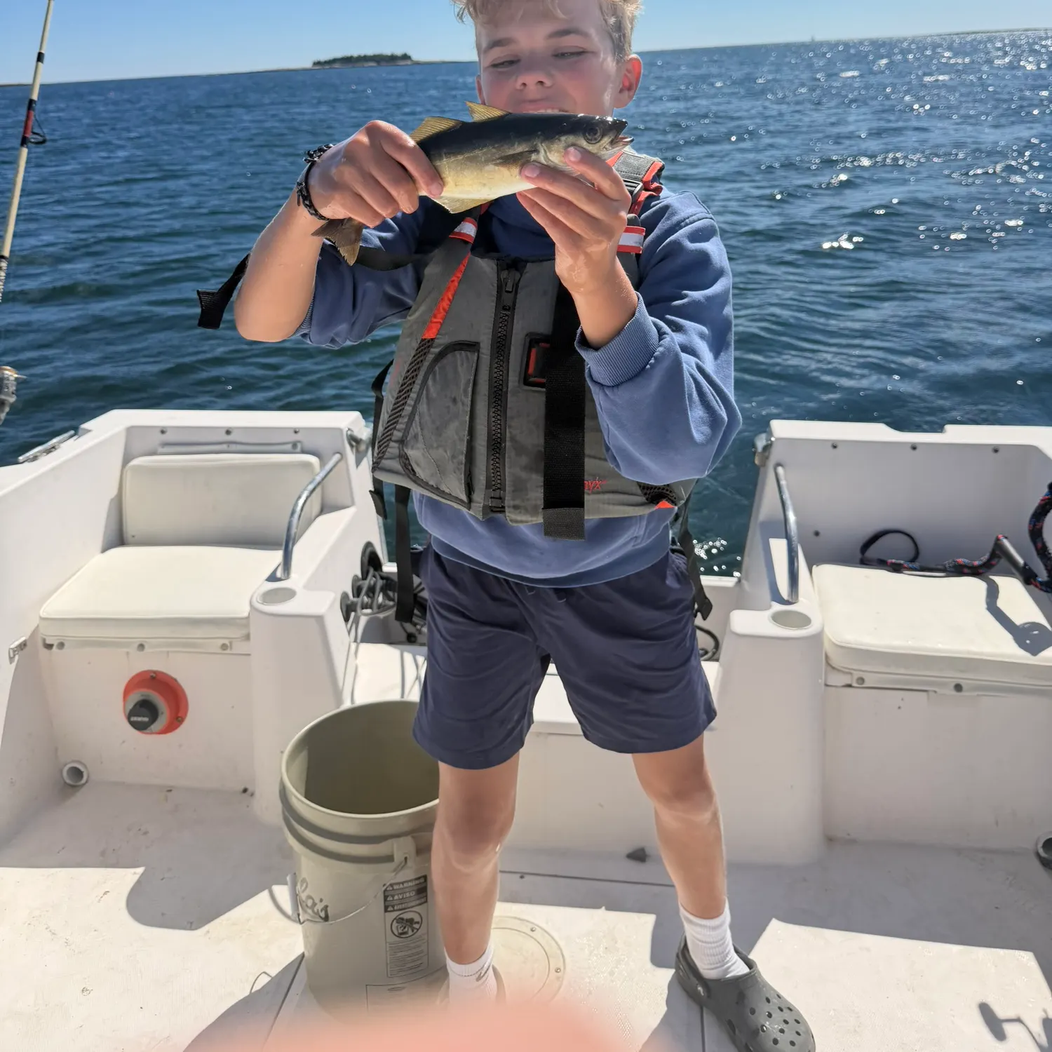 Atlantic pollock caught on Fishbrain