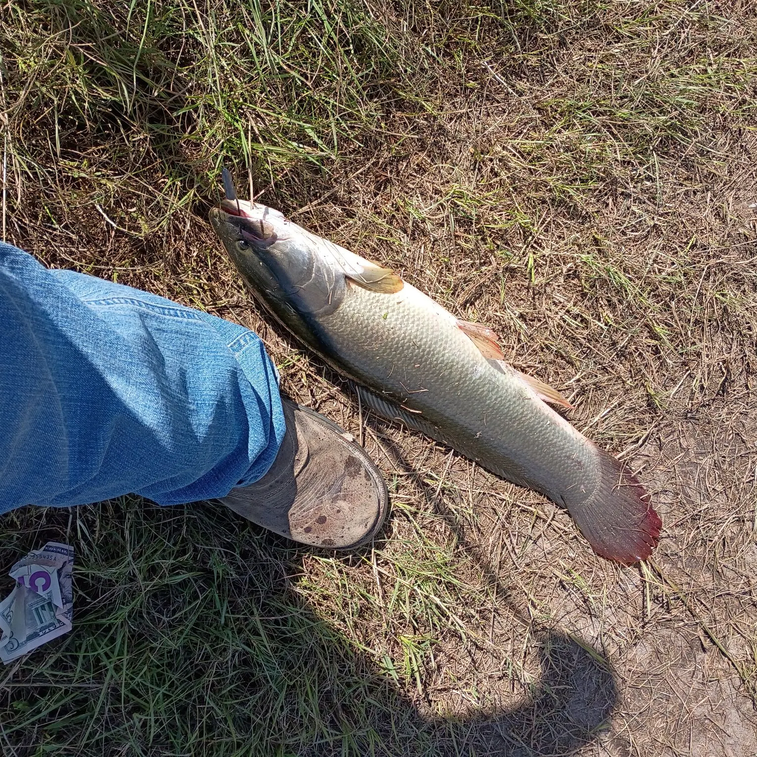 Ruddy bowfin caught on Fishbrain