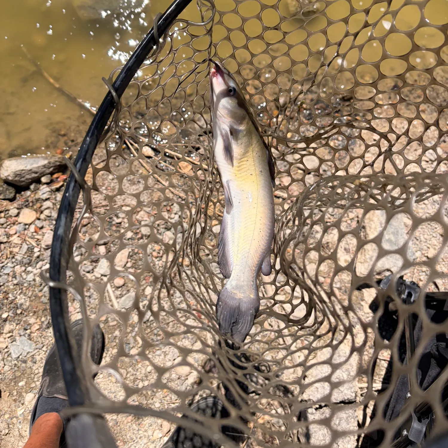 Channel catfish caught on Fishbrain