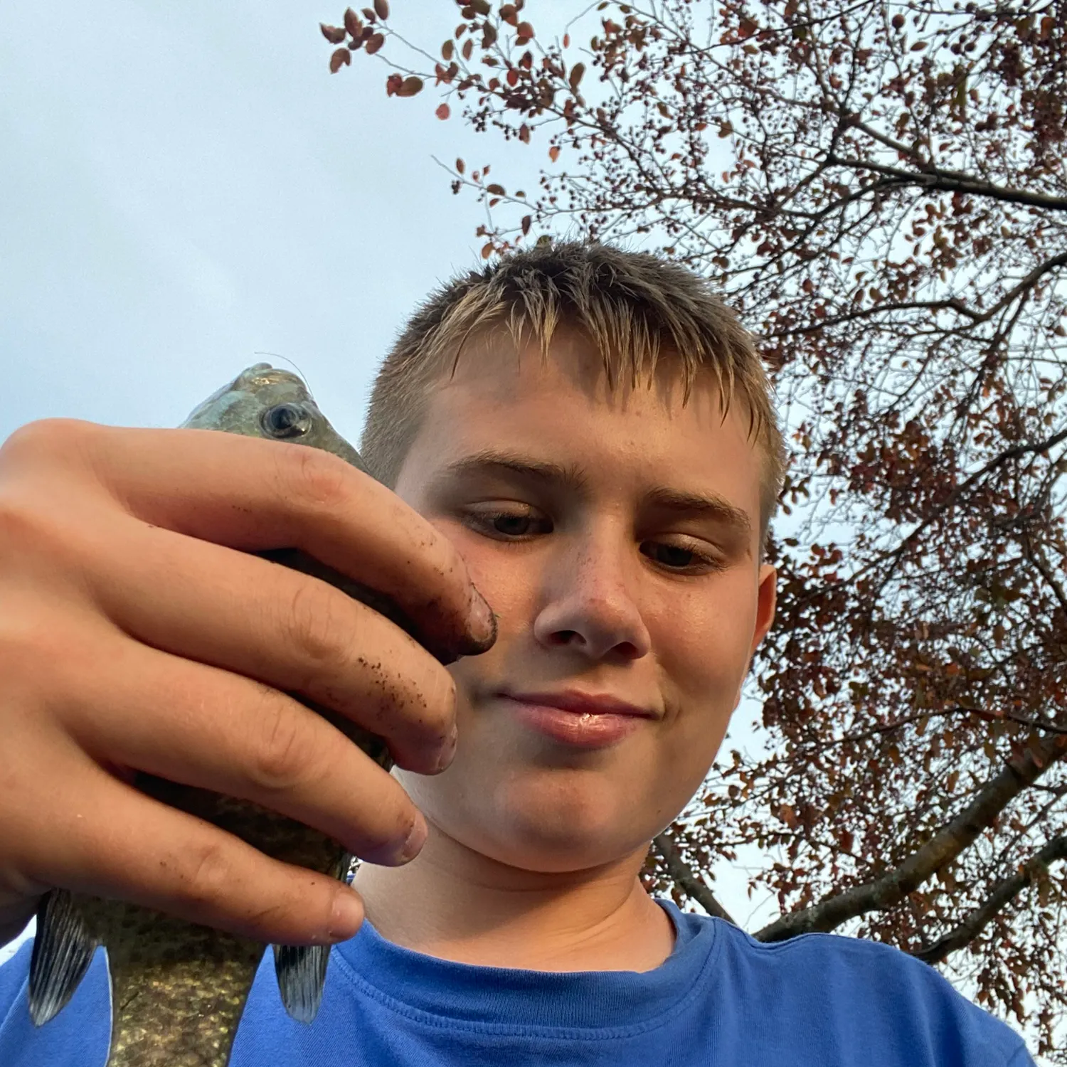 Bluegill caught on Fishbrain
