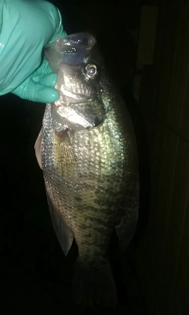 Post image from dwaynedunlap