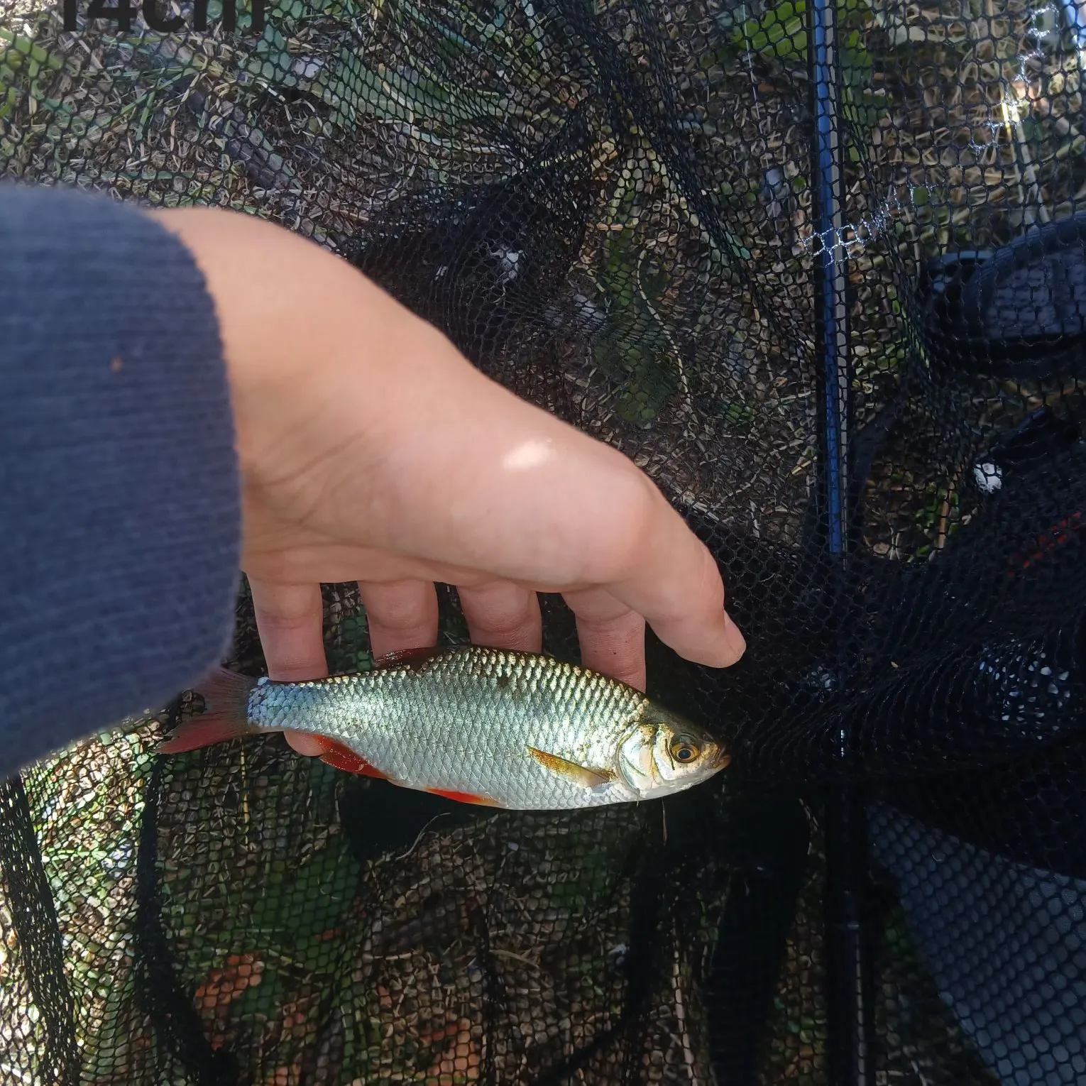 European chub caught on Fishbrain