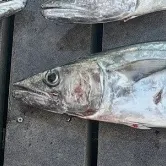 The most recent King mackerel catches on Fishbrain