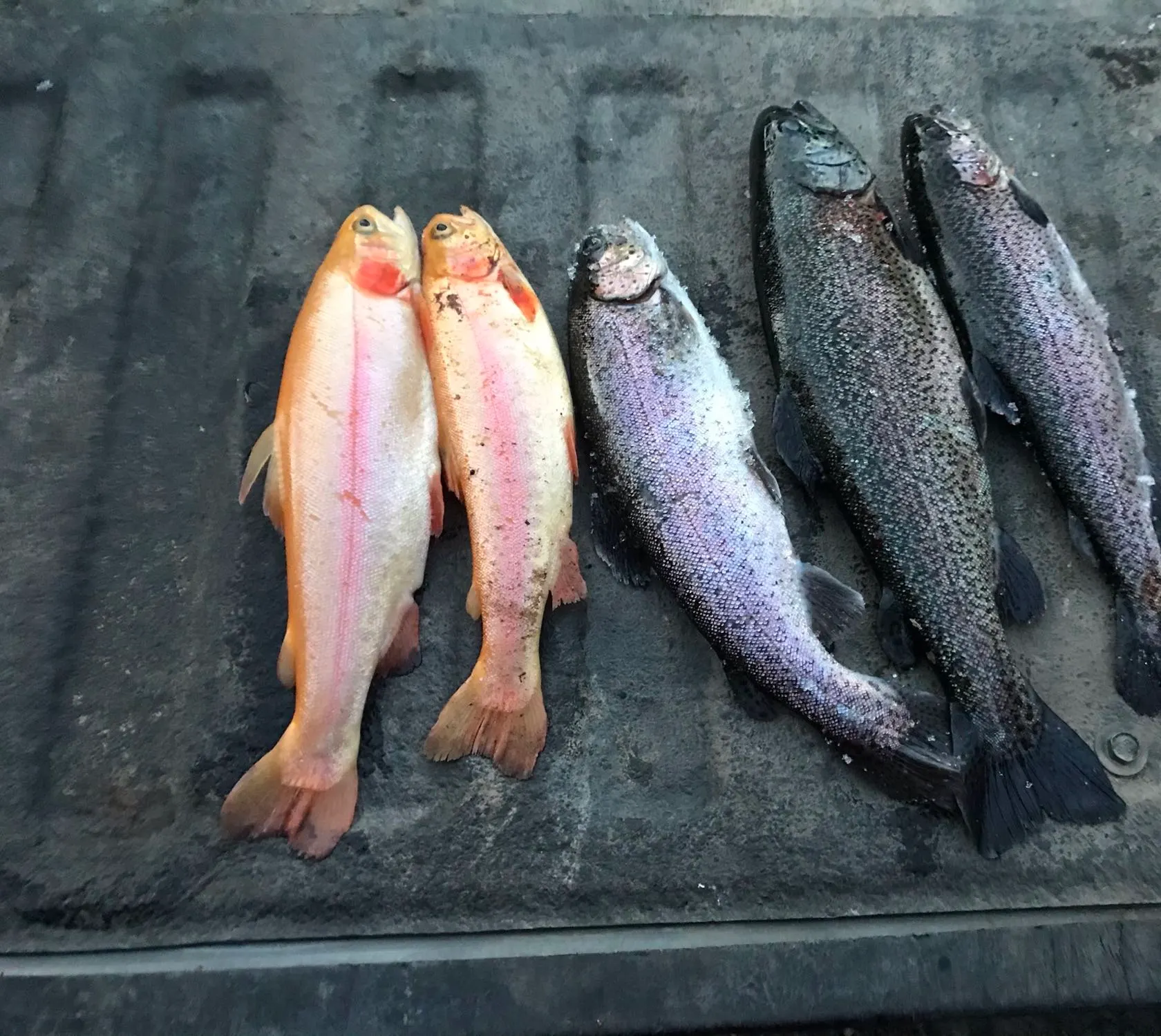 recently logged catches