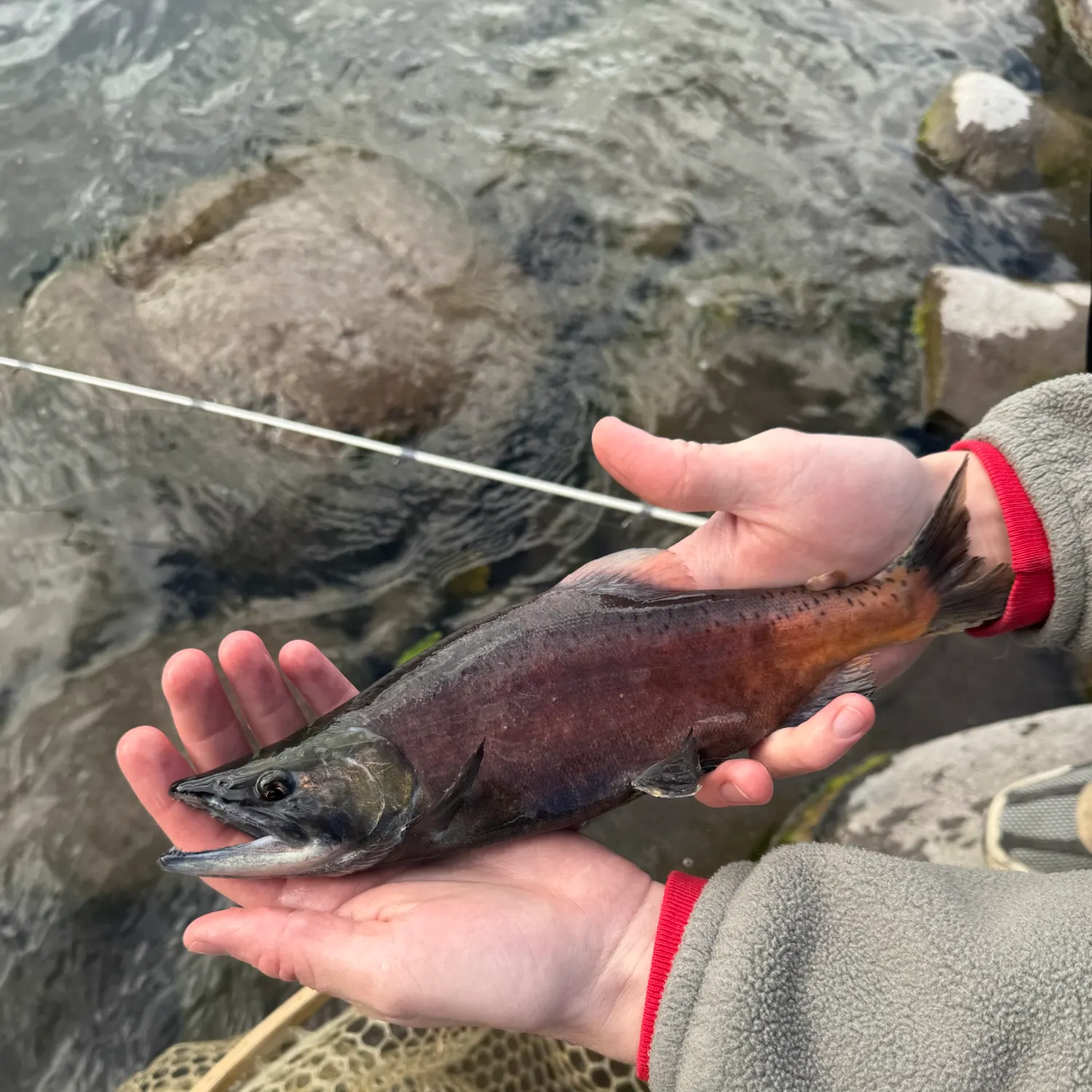 Kokanee salmon caught on Fishbrain