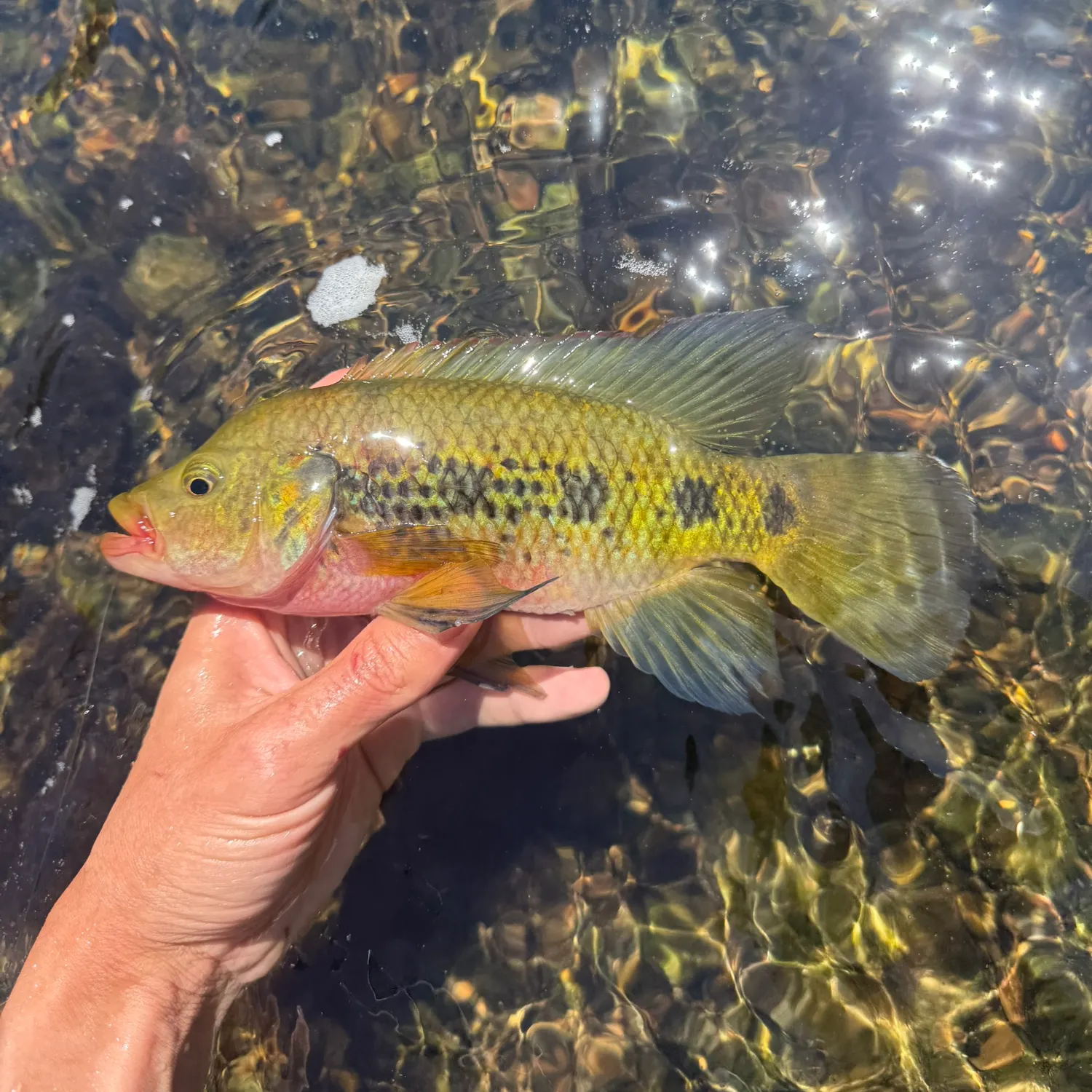 The most recent Banded jewel cichlid catches on Fishbrain