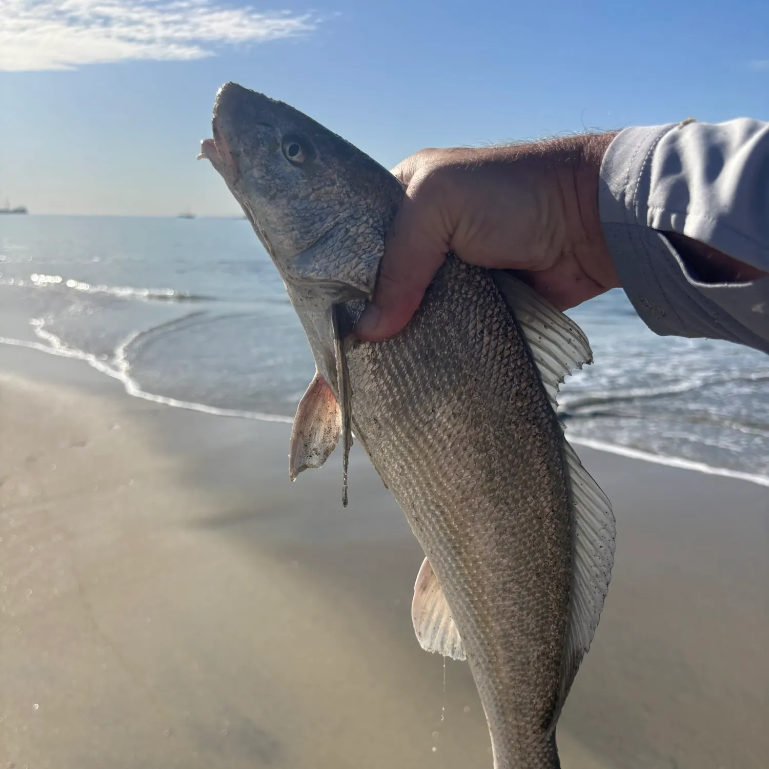 The most recent California corbina catches on Fishbrain